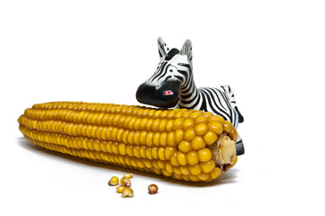 Zebra frisst am Maiskolben