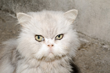 persiano