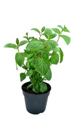 Mint plant in a plant pot on white background