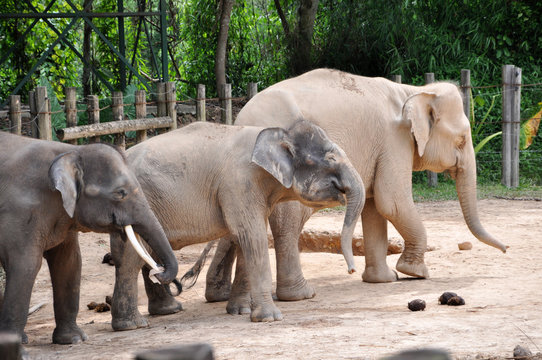 image of three elephant at the zoo
