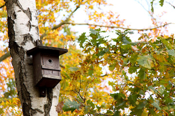 Vogel Nistkasten im Herbst an der Birke