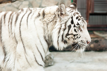 white bengal tiger