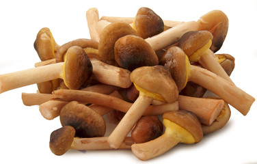 Funghi sementini