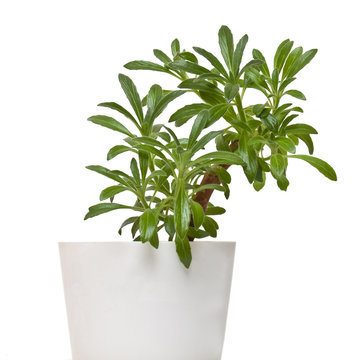 Plant of family gesneriaceae - chirita linearifolia in pot