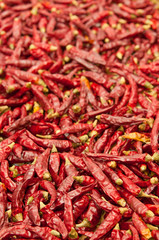 乾燥後の唐辛子