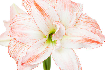 Hippeastrum "Double Record"  close-up