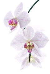Fototapeta na wymiar Snow white orchids isolated background