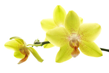 Yellow orchids isolated white  background