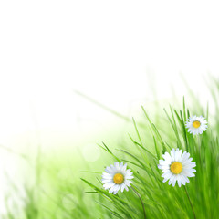 Green spring meadow background