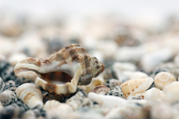 Obraz na płótnie Canvas shell on beach