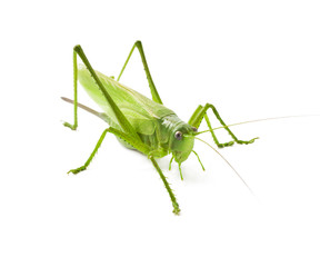 Locust isolated on white background