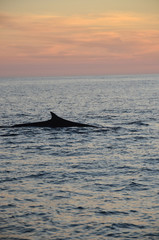 Fin Whale at Sea