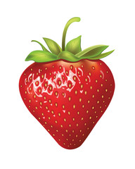 strawberries. vector illustration of a realistic