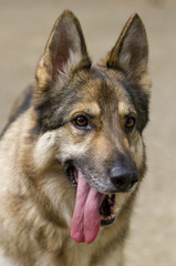 Vertical shot of German Shepherd Dog head