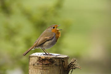 Fototapeta premium Side shot of a singing robin