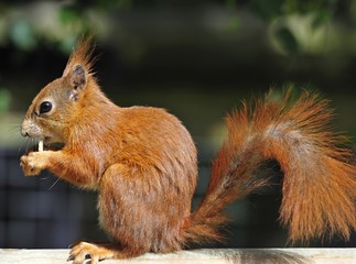 Red Squirrel