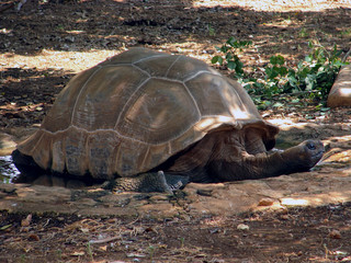 Obraz premium turtle