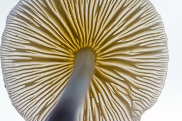 Mushroom from an ant's point of view