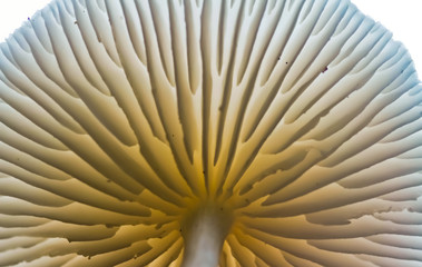 Mushroom from underneath