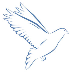 Taube blau auf weißem Hintergrund Vogel