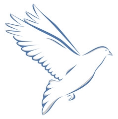Taube zweifarbig auf weißem Hintergrund Vogel