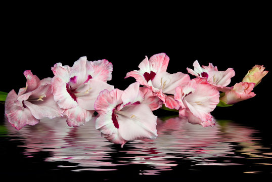 Pink gladiola reflection