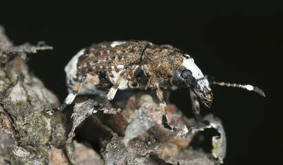 Paprastasis netikrastraublis, extreme close-up
