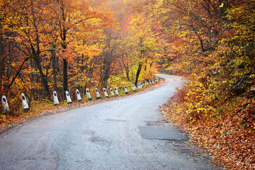 Obraz premium Road in autumn wood.