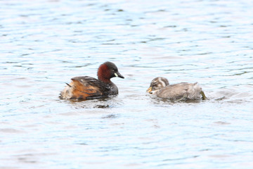 Little grebe