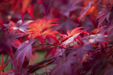 Autunno, acero rosso