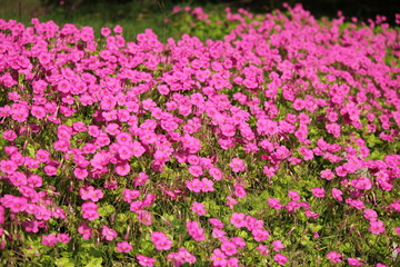 ムラサキカタバミ