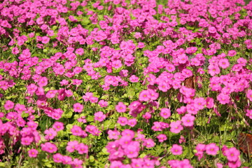 ムラサキカタバミ