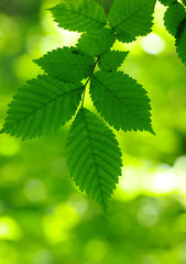 Fototapeta na wymiar Green leaves