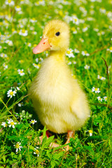 baby duck