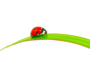 ladybug