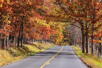 Nice high way through colorful autumn trees