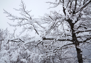 Winter tree