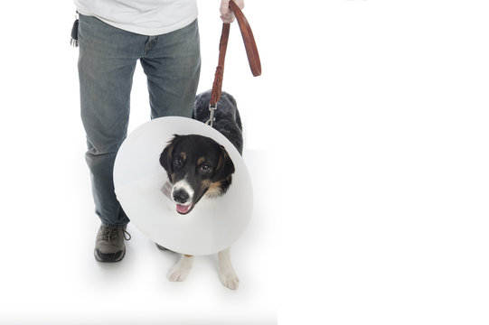 Man Walking Dog In Cone