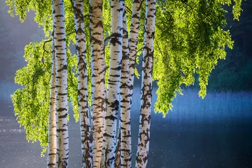 Fotobehang Berkenboom en bladeren in lentekleuren © Kaspars Grinvalds
