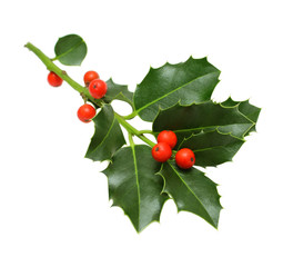 Green Christmas holly isolated