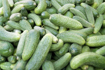 lots of green gherkins