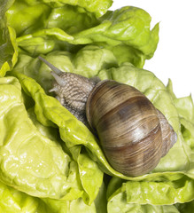 Grapevine snail at feed