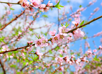 Chinese new year decoration flower-peach blossom
