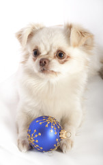 Chihuahua on white background with Christmas Decoration