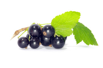 currant fruits