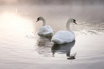 Foto op Plexiglas Pair of Mute swans (Cygnus olor) looking away from each other © kevinsday