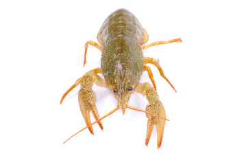 crawfish