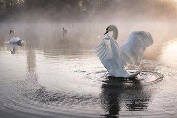Swan Stretching