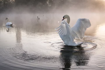 Deurstickers Swan Stretching © kevinsday