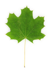 beautiful green maple leaf isolated on white